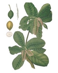 terminalia catappa Indian Almond, Tropical Almond Tree